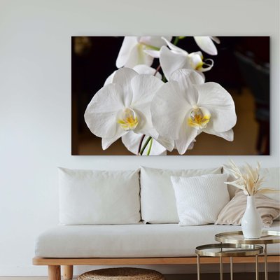 Canvas 36x60