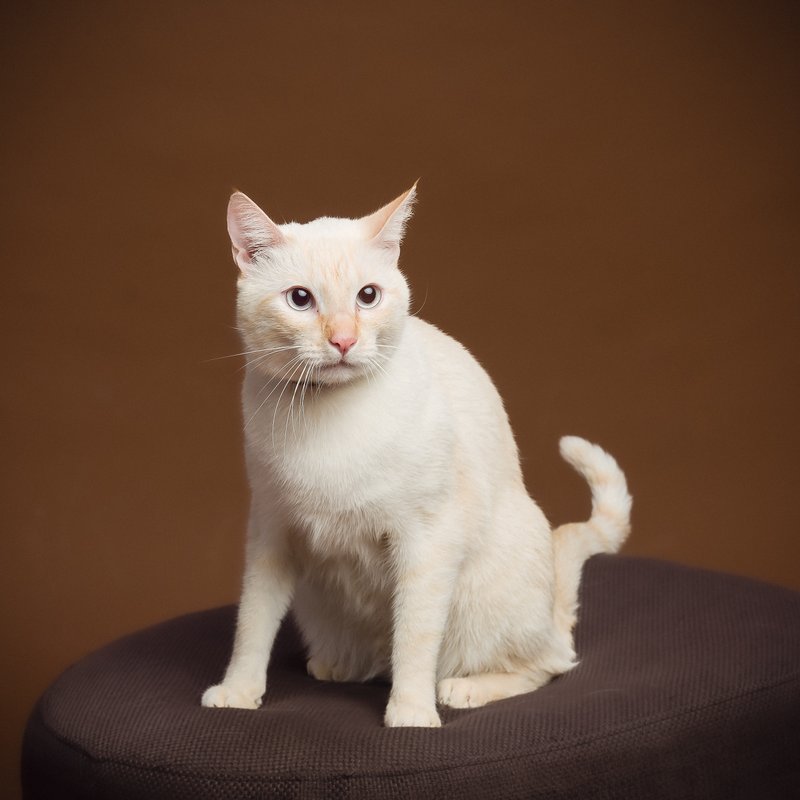 Paquete Mascota 3